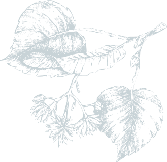 Domaci-Med-Prodej-Novy-Med-Cesky