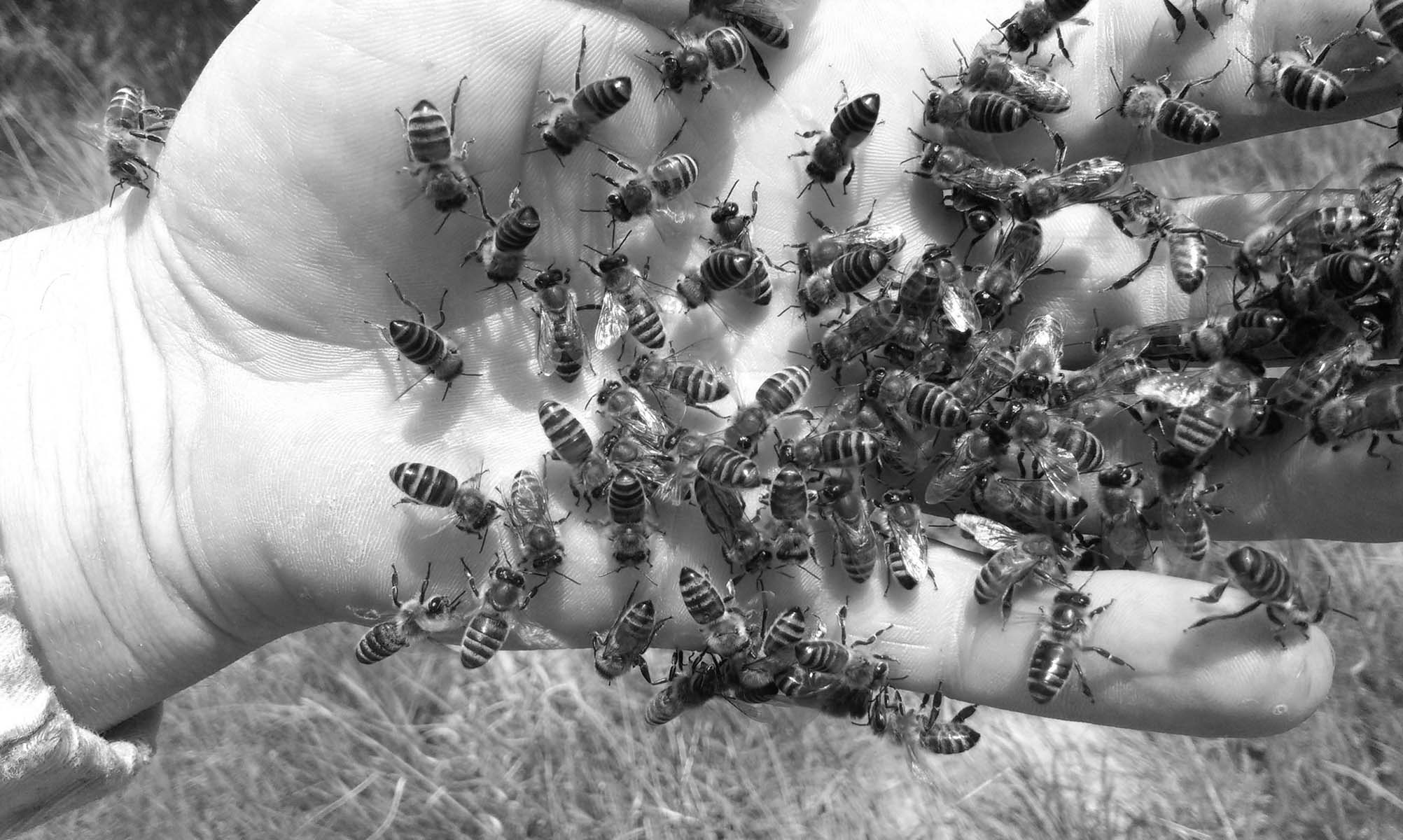 Domaci Med Prodej Zalozeno